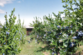 Blueberry Plant Powder Blue – 1-3 Ft Rabbiteye Vaccinium ashei Fruit Bush for Garden, Outdoor, Full Sun