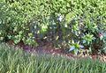 Spineless Opuntia Ellisiana Prickly Pear Cactus Plant – Live Succulent for Garden or Container Growing
