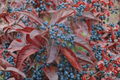 Smooth Viburnum Live Plant – 1 Gallon Native Shrub with Seasonal Berries, Viburnum nudum for Garden Landscaping