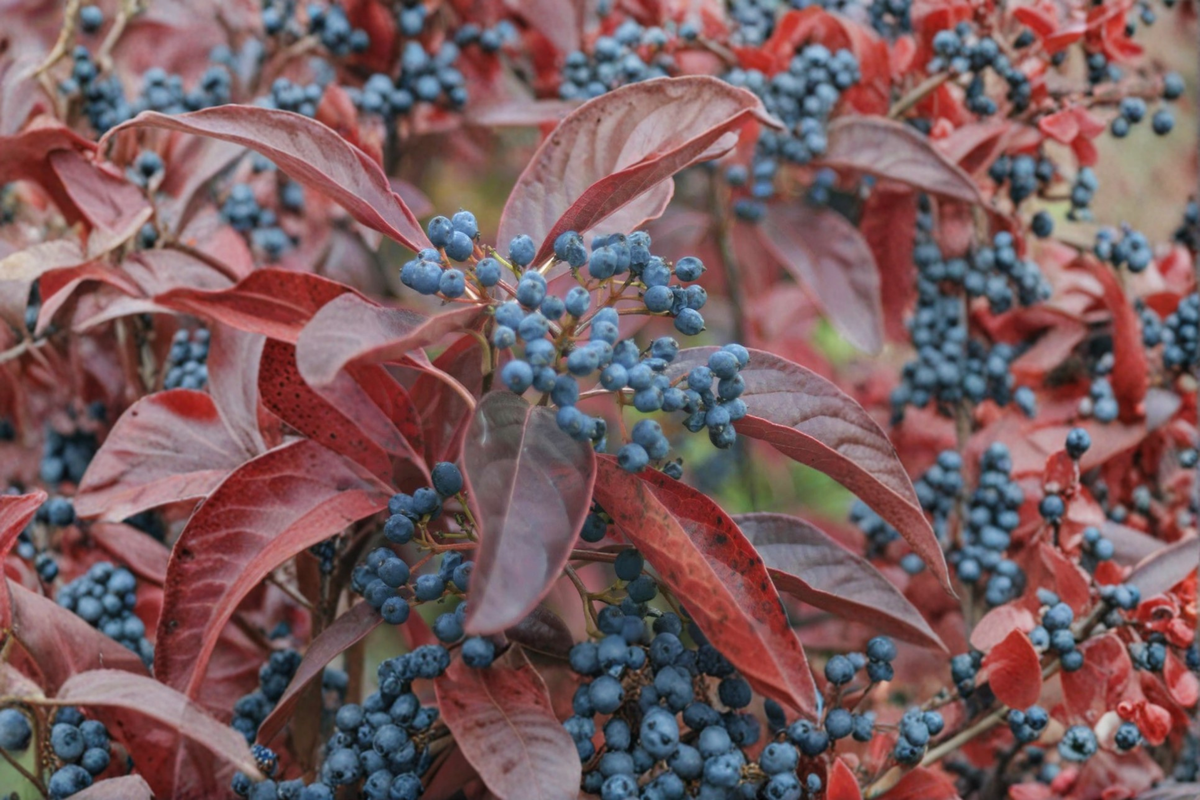 Smooth Viburnum Live Plant – 1 Gallon Native Shrub with Seasonal Berries, Viburnum nudum for Garden Landscaping