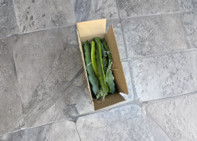 13 Dragon Fruit Cactus Cuttings 8-14 Inches Hylocereus for Propagation Tropical Fruit Plant