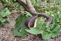 Greek Isles Black Jack Fig Tree Cuttings - 10 Unrooted Fig Scions for Propagation