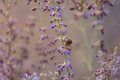 Perovskia 'Prime Time' Russian Sage Live Plants, 3 Rooted Starters in 1 Qt Pots, Lavender Purple Blooms, Drought Tolerant Perennial