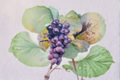 Champanel Grape Vine Live Plant, 2-Gallon Climbing Vine for Garden Trellis, Backyard Vineyard, Sweet Grape Variety