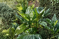Variegated Dieffenbachia Dumb Cane Live Plant Cutting – Indoor Houseplant Propagation, Tropical Foliage, Unrooted