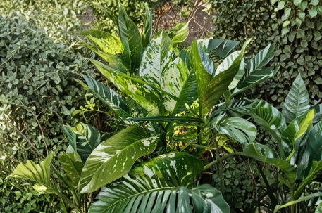 Variegated Dieffenbachia Dumb Cane Live Plant Cutting – Indoor Houseplant Propagation, Tropical Foliage, Unrooted