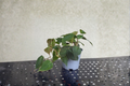 Money Tree Live Plant, Pachira Aquatica, Rooted Indoor Houseplant, Tropical Foliage, Easy Care, Gift-Ready