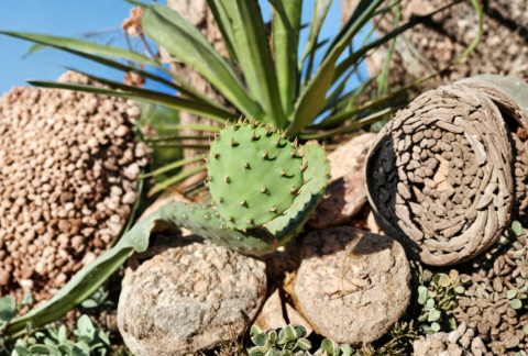 Opuntia Macrorhiza Plains Prickly Pear Cactus Pad Cutting - 1 Live Native Cactus for Propagation