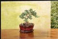 Juniper Bonsai Tree Procumbens Nana Live Plant 3-Inch Pot Outdoor Mini Bonsai for Beginners