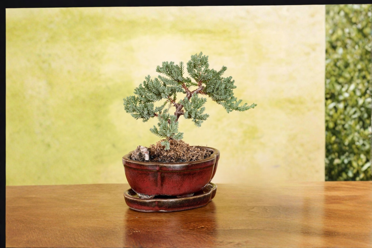 Juniper Bonsai Tree Procumbens Nana Live Plant 3-Inch Pot Outdoor Mini Bonsai for Beginners
