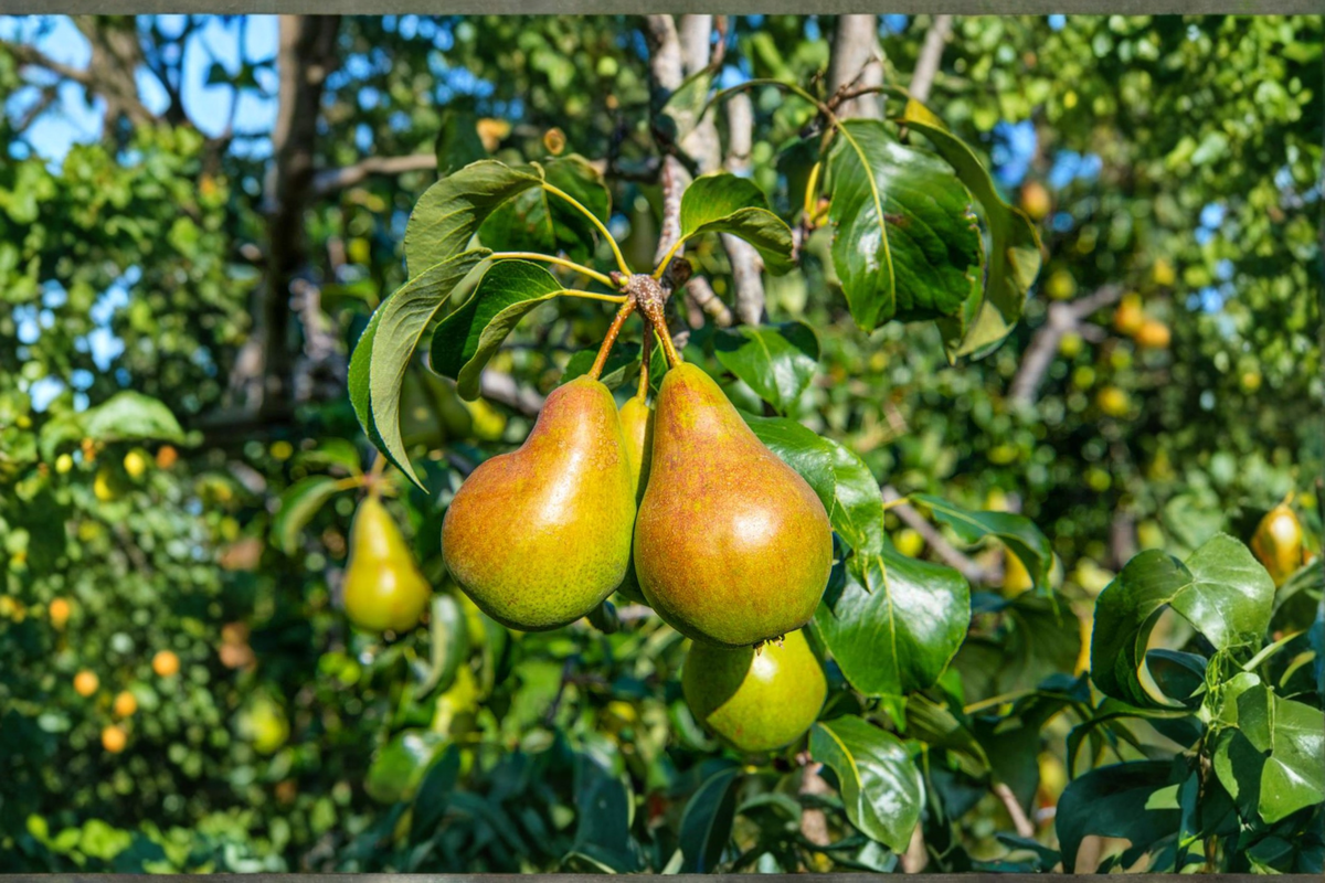 Pineapple Pear Tree 4-6 ft Live Fruit Tree for Garden, Sweet Pears, Tropical Flavor, Pyrus communis 'Pineapple'