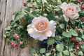 French Lace Rose Cuttings – 3 Live Unrooted Rosa ‘French Lace’ Propagation for Garden or Container Growing