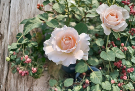 French Lace Rose Cuttings – 3 Live Unrooted Rosa ‘French Lace’ Propagation for Garden or Container Growing