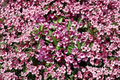 Live Rooted Minuet Weigela Cutting – Pink Flowering Shrub for Garden, Borders, Landscape, Weigela florida