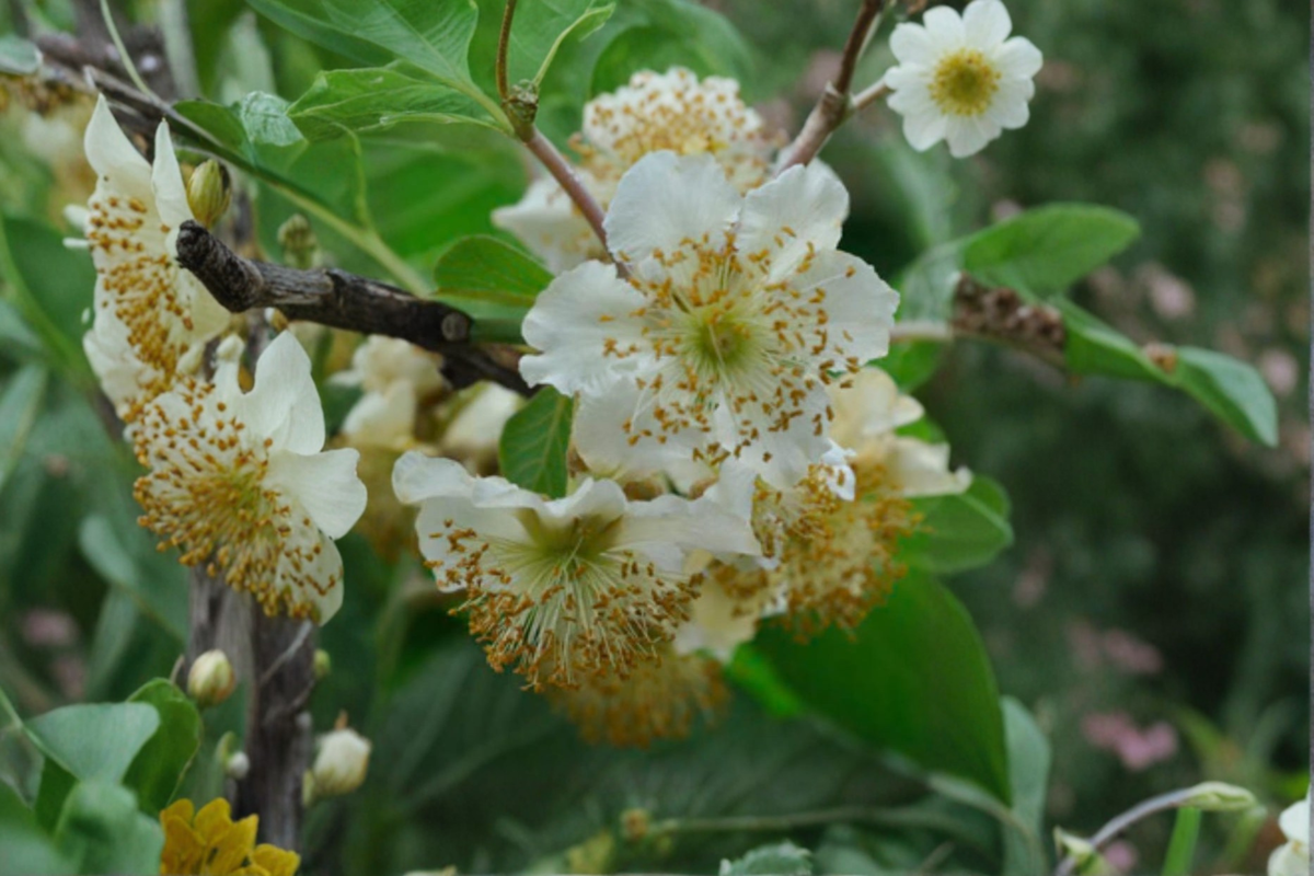 Male Fuzzy Kiwi Vine Live Plant, 1-Gallon Pot, Actinidia deliciosa, Climbing Pollinator Vine for Garden, Trellis & Fences