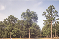 Live Wichita Pecan Tree 16–24 Inches Tall, Nut Producing Variety, Shade & Orchard Tree, Carya illinoinensis