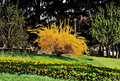 Golden Forsythia Shrub Cuttings – 20 Unrooted Propagation Cuttings for Ornamental Hedges and Borders