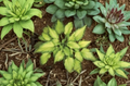 Hosta Emerald Ruff Live Potted Plant in 2.5 Inch Pot for Shade Gardens