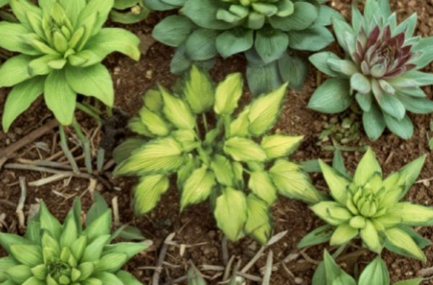 Hosta Emerald Ruff Live Potted Plant in 2.5 Inch Pot for Shade Gardens