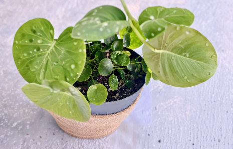 Variegated Pilea Peperomioides White Splash Cuttings – Live Unrooted Houseplant Cuttings