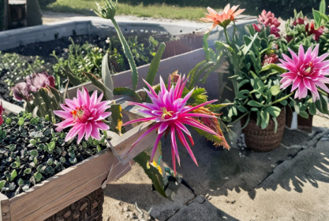 Dragon Fruit Cutting 8-10 Inches Hylocereus sp. ‘Bruni’ Climbing Cactus for Propagation & Garden Growing
