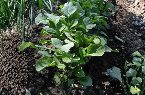 Bloomsdale Spinach Seeds 250 Count – Heirloom Leafy Green Vegetable Seeds for Home Garden