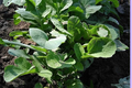 Bloomsdale Spinach Seeds – 1,250 Spinacia oleracea for Leafy Green Vegetable Garden Planting