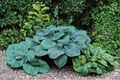 Hosta ‘Halcyon’ 3-Inch Pot Blue Foliage Shade Perennial Garden Starter Plant Compact Herbaceous