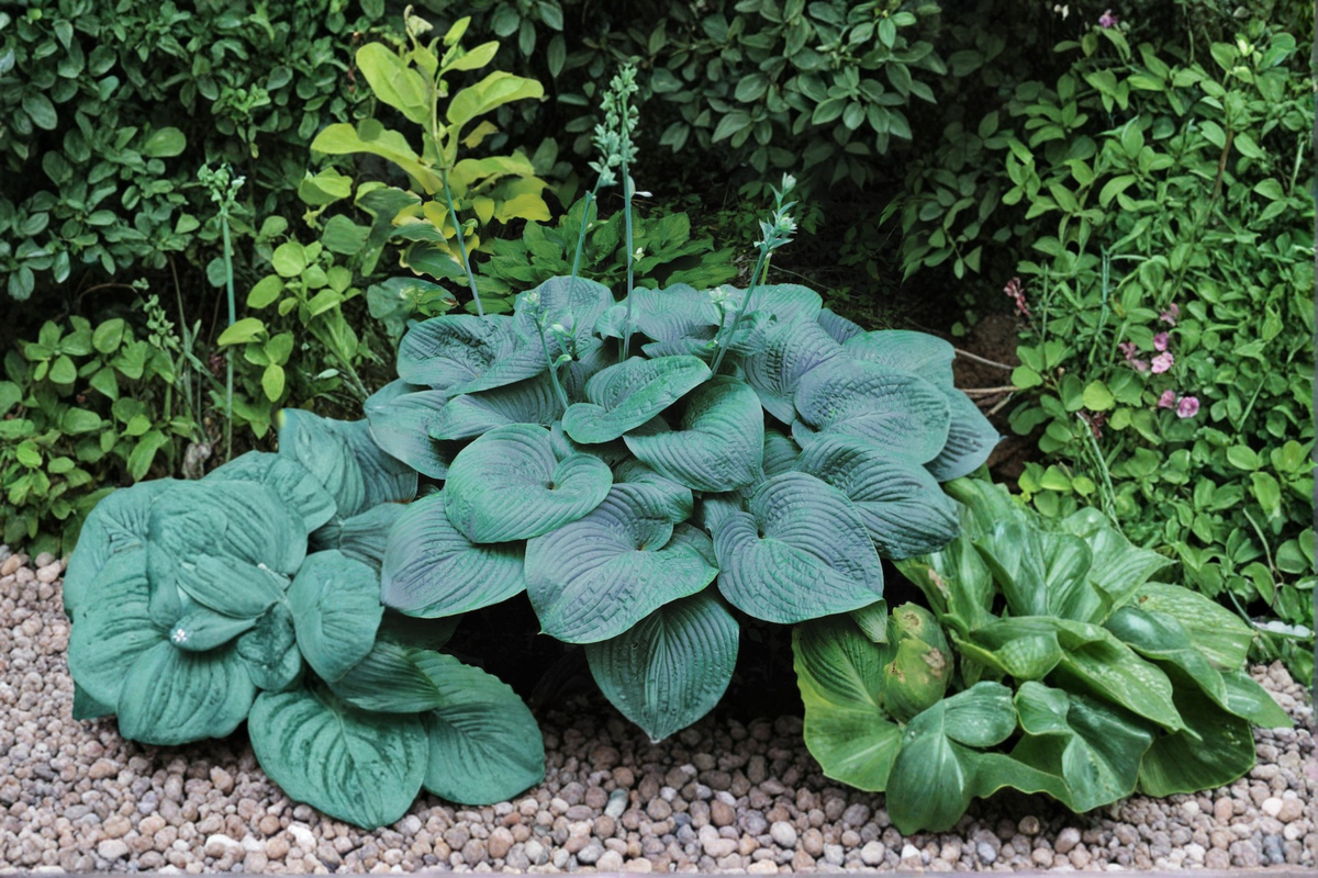 Hosta ‘Halcyon’ 3-Inch Pot Blue Foliage Shade Perennial Garden Starter Plant Compact Herbaceous