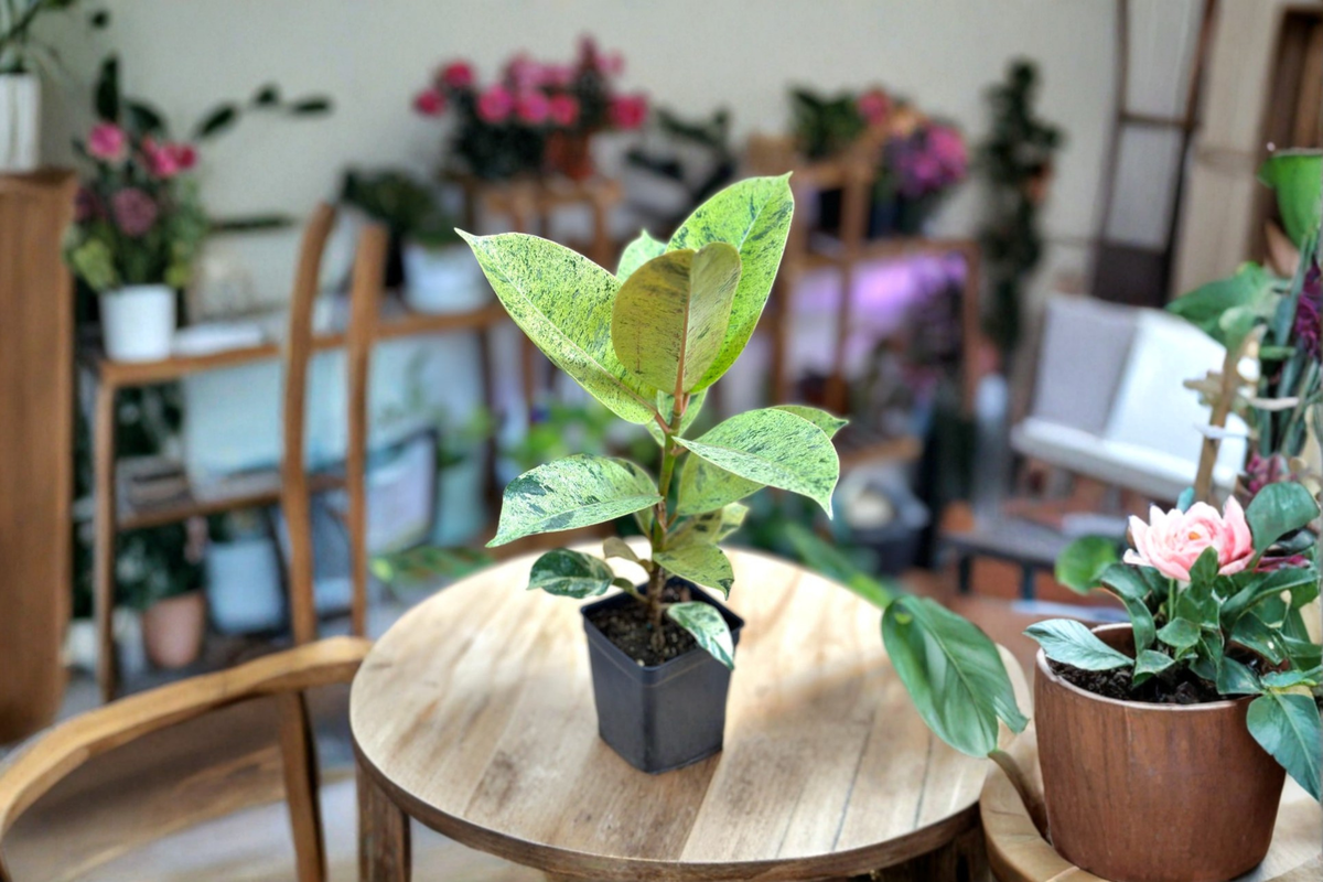 Ficus elastica ‘Shivereana Moonshine’ Variegated Rubber Plant - Indoor Tropical Starter Plant