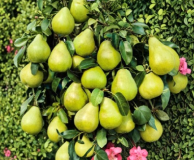 Kieffer Pear Tree Cuttings – 8 Unrooted Stem Propagation Material for Home Orchard Grafting Pyrus communis