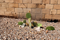 Opuntia Aciculata Chenille Prickly Pear Cactus Pad Cutting – Live Unrooted Propagation Plant for Dry Gardens & Cactus Landscaping