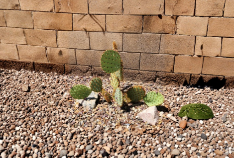 Opuntia Aciculata Chenille Prickly Pear Cactus Pad Cutting – Live Unrooted Propagation Plant for Dry Gardens & Cactus Landscaping