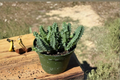 Life Saver Cactus Succulent Plant in 4 Inch Pot – Huernia Zebrina Desert Indoor Houseplant