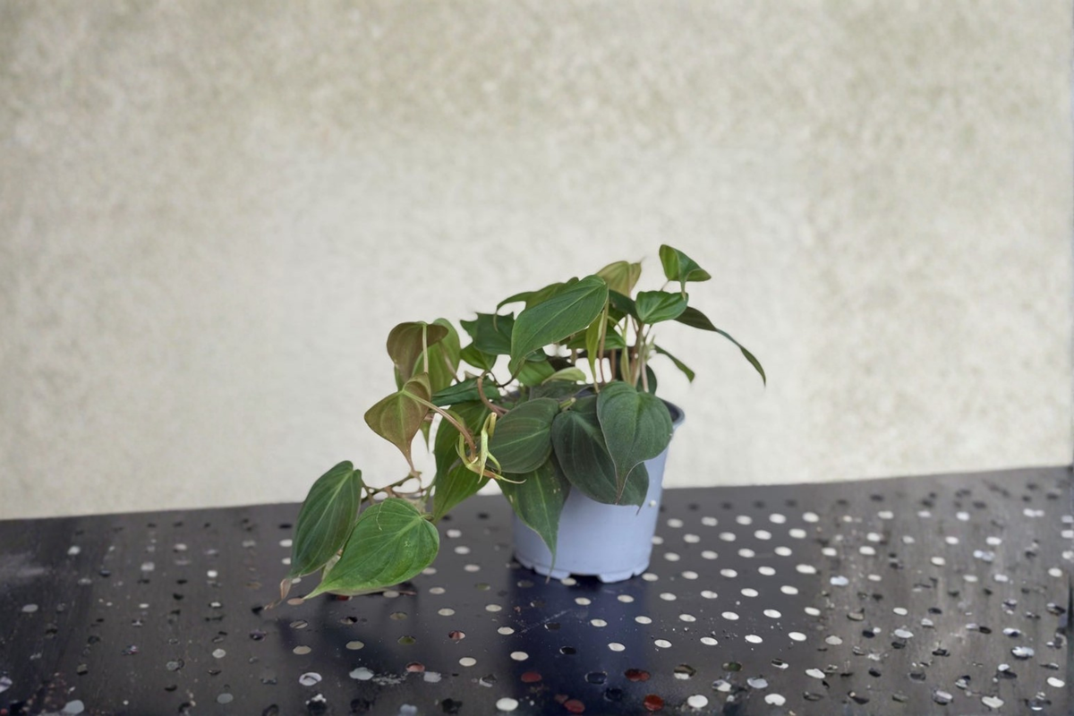 Philodendron Micans Live Plant – Trailing Velvet Leaf Houseplant in 4-Inch Pot, Tropical Indoor Plant, Philodendron hederaceum var. micans