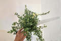 Organic Variegated Foxley Thyme Live Plants – 2 Inch Rooted Perennial Herb, Thymus vulgaris 'Foxley' for Garden, Container, Herb Bed