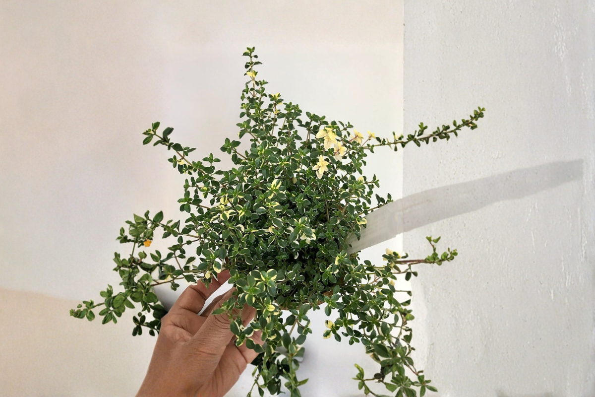Organic Variegated Foxley Thyme Live Plants – 2 Inch Rooted Perennial Herb, Thymus vulgaris 'Foxley' for Garden, Container, Herb Bed