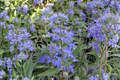 Caryopteris Longwood Blue Live Plant – 4 Inch Pot Bluebeard Shrub with Blue Flowers for Garden Borders