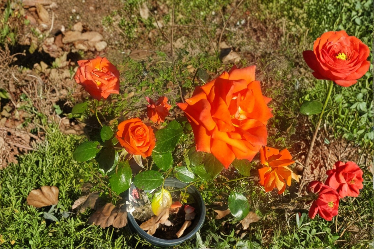 Live Salmon Orange Floribunda Rose Plant – 1 Gallon Rosa Hybrid for Garden, Everblooming Outdoor Flower Bush