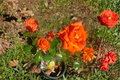 Floribunda Rose Live Plant 5 Gallon Salmon Orange Everblooming Bush Garden Shrub Rosa spp.