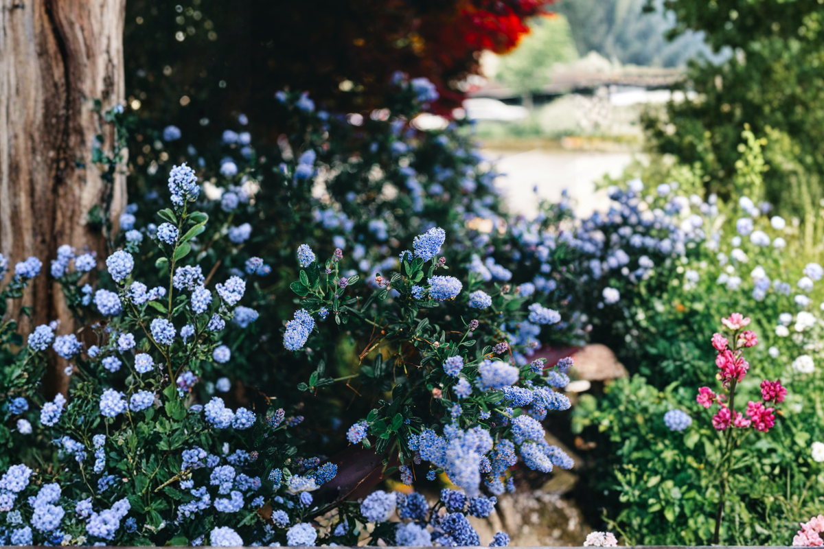 California Lilac Unrooted Cuttings – Ceanothus spp. Live Shrub Propagation – 6 Inch Native North American Plant