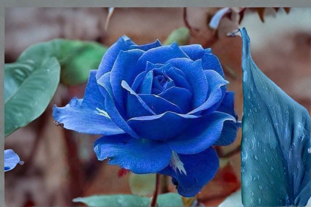 Midnight Blue Rose Seeds – Fragrant Purple Flowering Bush for Indoor & Outdoor Gardens – Rosa sp. – 10 Seeds