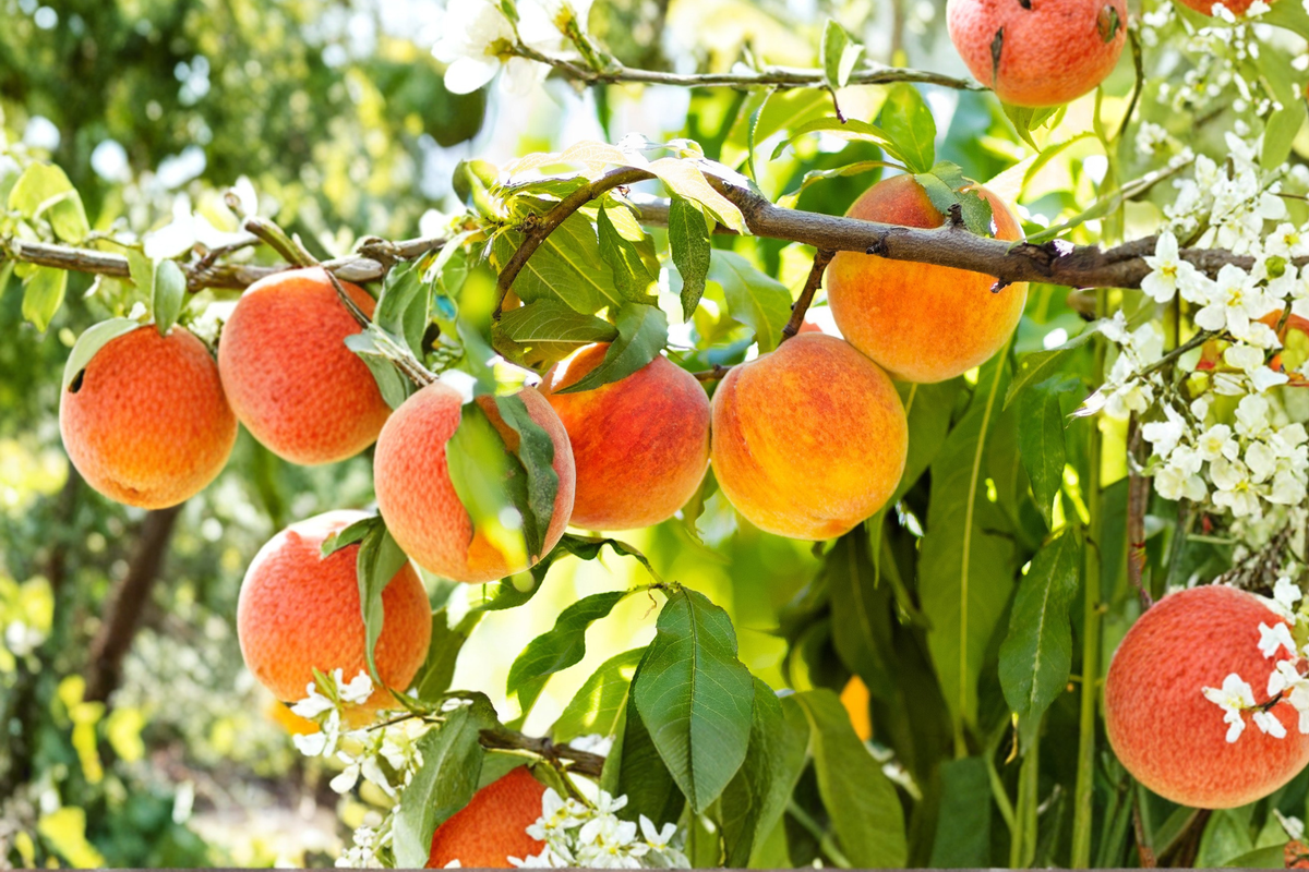 Hale Haven Peach Tree – 4-6 FT Live Fruit Tree for Backyard Garden, Juicy Peaches, Prunus persica