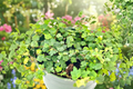 String of Frogs Live Plant, 4-Inch Pot, Ficus pumila 'Quercifolia', Trailing Houseplant, Indoor Tropical Plant