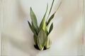 Sansevieria Moonshine Snake Plant 4-Inch Pot | Easy Care Indoor Houseplant | Dracaena trifasciata ‘Moonshine’