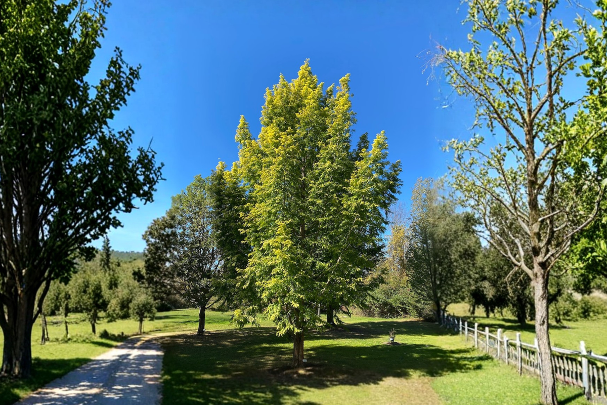 Golden Dawn Redwood ‘Ogon’ Live Tree – 10 Inch Grafted Deciduous Conifer, Metasequoia glyptostroboides