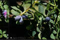 Blue Pacific Honeyberry Live Plant, Fruiting Shrub, Lonicera caerulea 'Blue Pacific' for Edible Garden