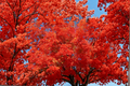 Red Maple Live Plant - 1 Gallon Pot, Acer rubrum, 12 Inches Tall, Native Shade Tree, Fall Color, Yard & Landscape Plant