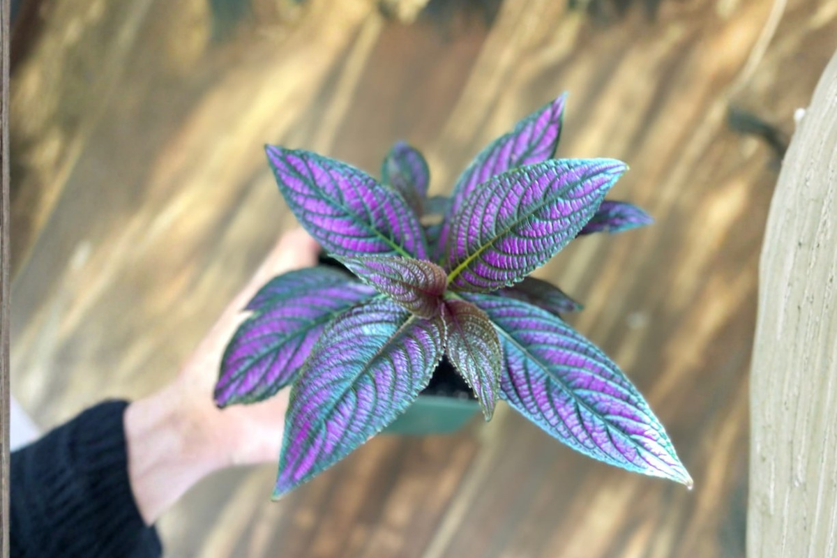 Persian Shield Live Plant in 4.5 Inch Pot, Strobilanthes dyerianus, Tropical Foliage Houseplant, Indoor Plant Gift