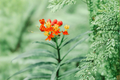 Native Milkweed Starter Plant – Asclepias tuberosa – Bright Orange Flowers, Monarch Butterfly Host, Pollinator Attractant